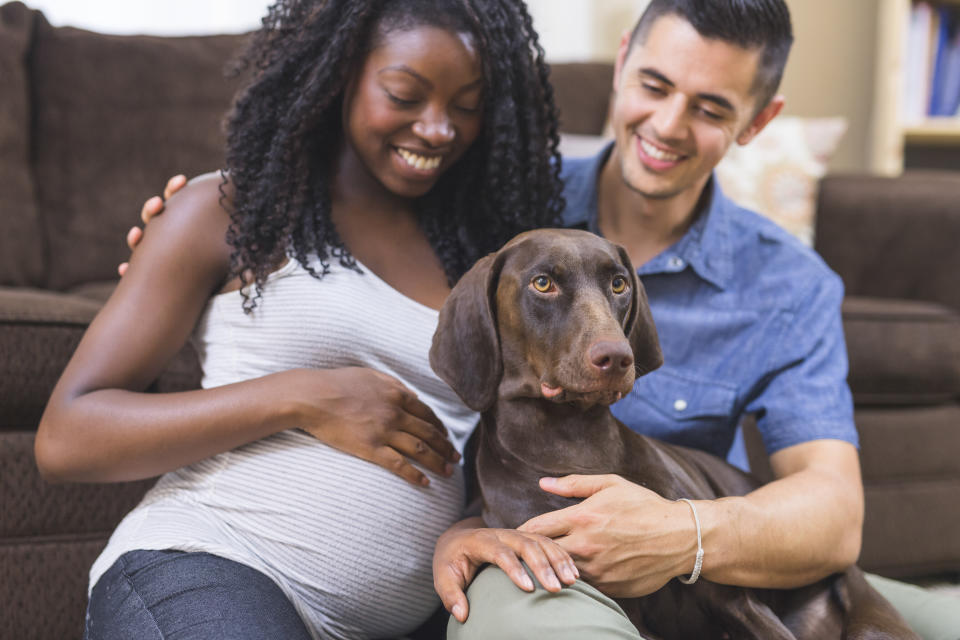 Some dogs become extra protective or needy when their human is pregnant. Others don't change their behavior at all.  (Photo: FatCamera via Getty Images)