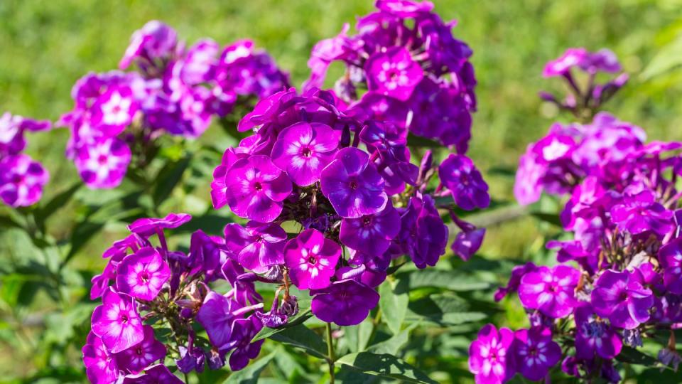 phlox paniculata garden phlox in bloom on the sunny day autumn flower