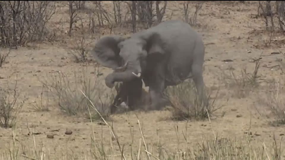 Elephant stabs buffalo in vicious attack