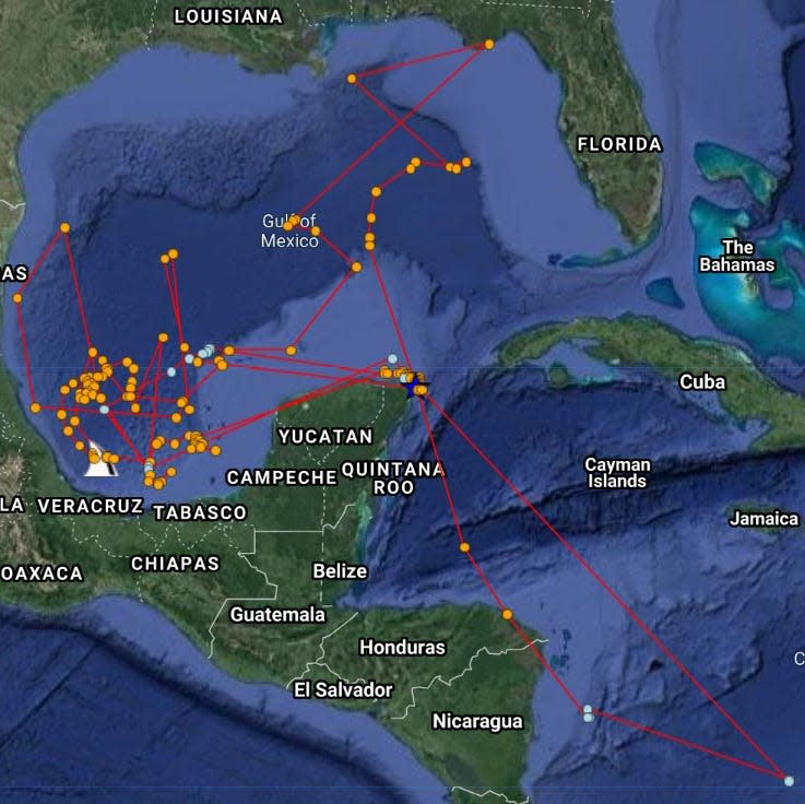 Rio Lady, a whale shark tagged off the Yucatan Peninsula, has crisscrossed the Gulf of Mexico and explored the Caribbean, logging nearly 10,000 miles since 2018.