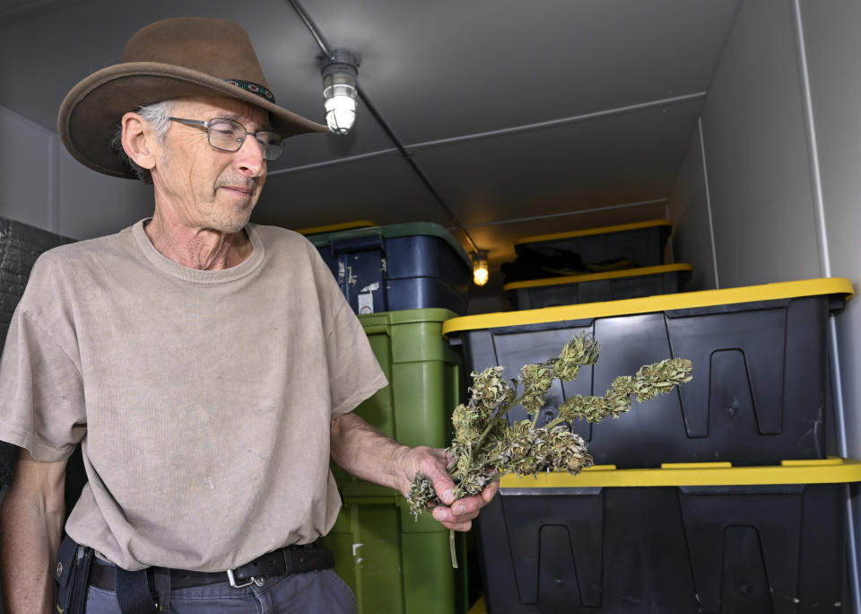 Seth Jacobs talks about his 500 pounds of marijuana he grew on his Slack Hollow farm in Argyle, N.Y., Friday, May 12, 2023. Jacobs is one of hundreds of small farmers growing New York's first legal adult marijuana crop and is having trouble moving product because there's only a dozen licensed dispensaries statewide to sell to. (AP Photo/Hans Pennink)