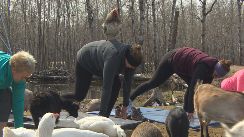 Get your goat: Animal yoga a hit at Manitoba farm