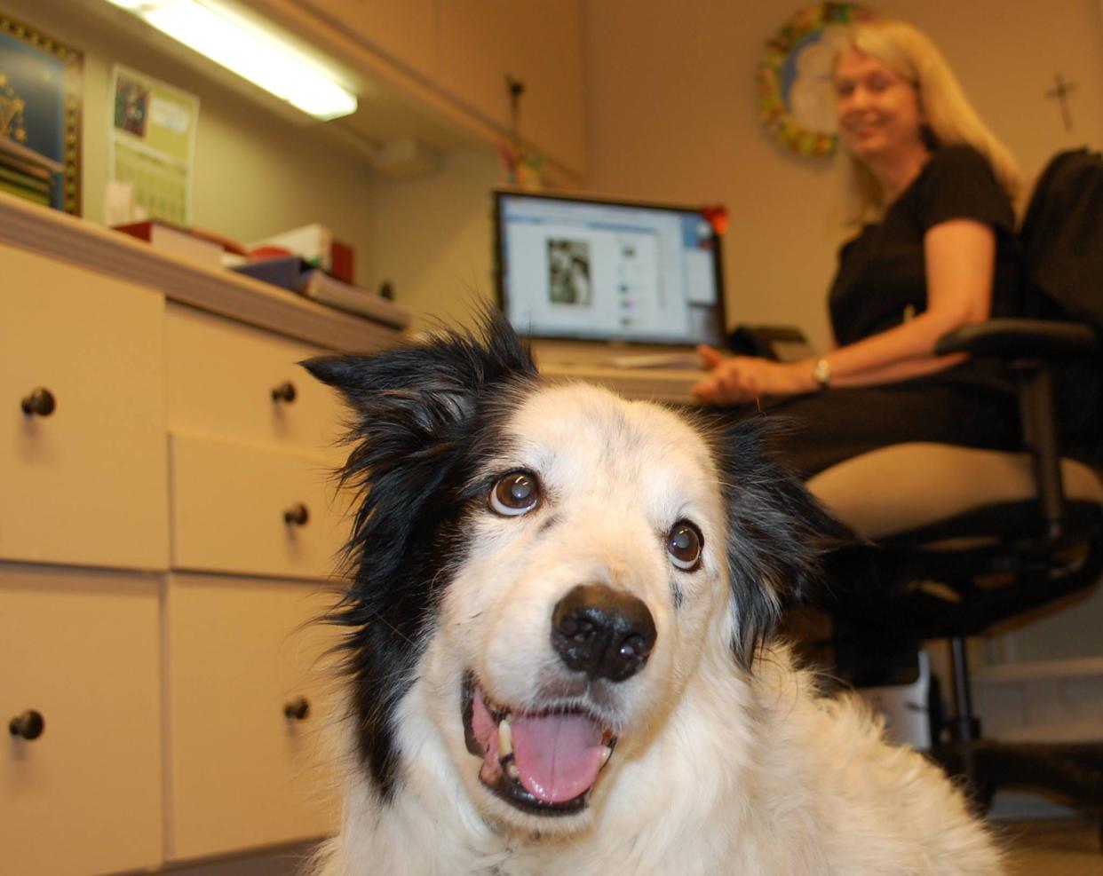 Casey the border collie at an office in the author’s town.