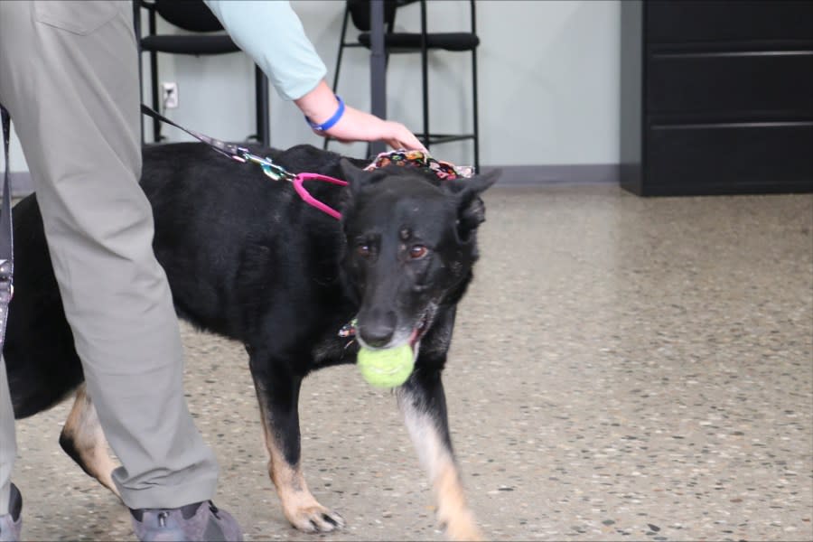 Tamarack enjoys a tennis ball. (WLNS)