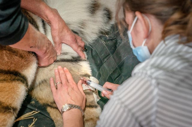 Experts x-ray Amur tiger’s spine