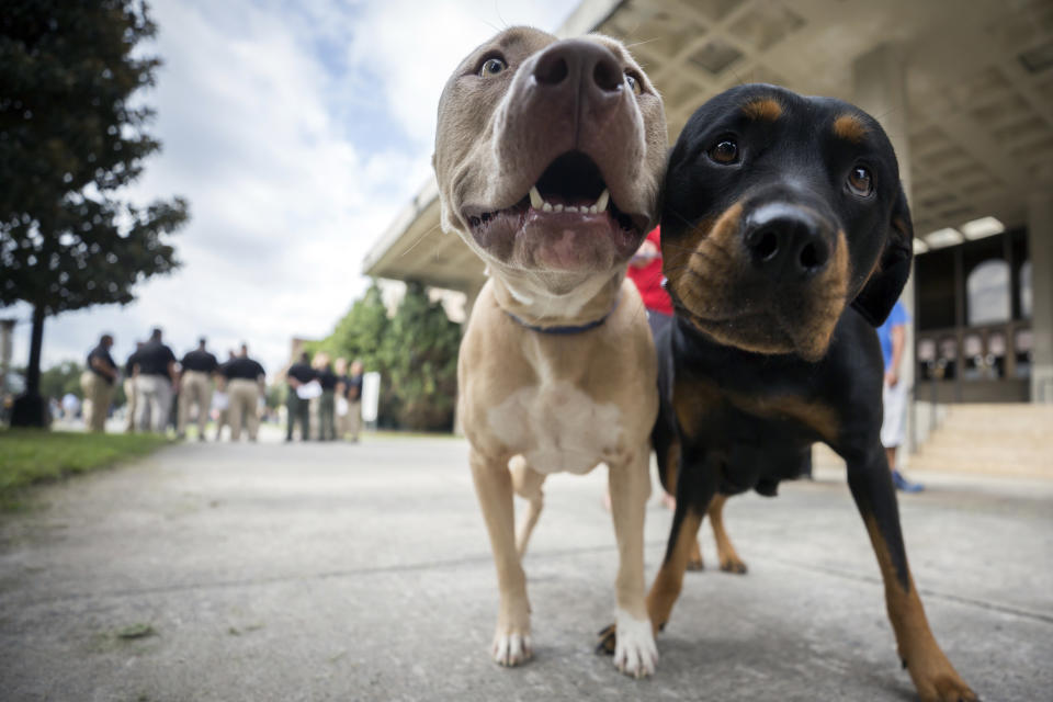 These two pets were lucky enough to have owners who registered them for pet evacuation at a facility in Savannah, Ga. Other pets abandoned in Palm Beach, Fla, weren't so lucky. 