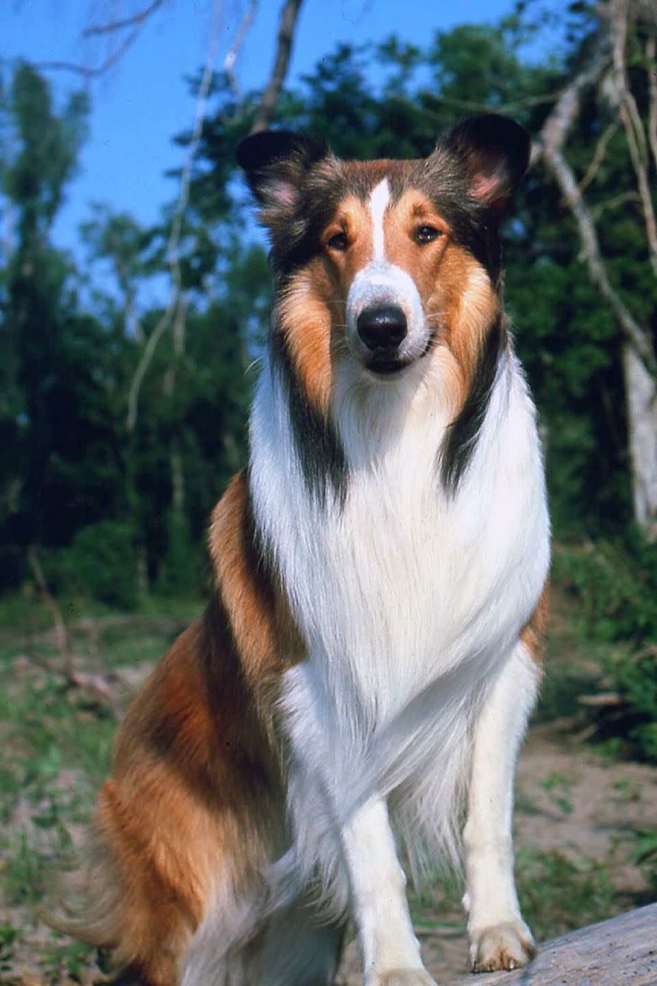 Lassie in 'Lassie Come Home'