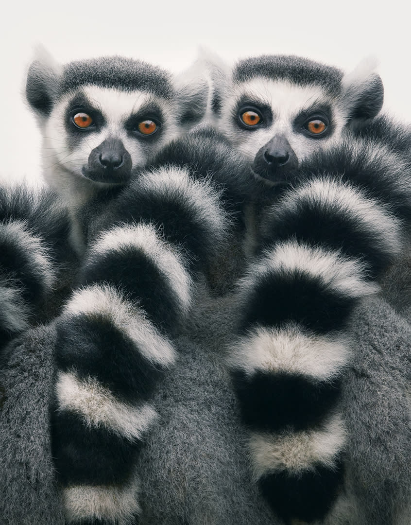 Ring Tailed Lemurs