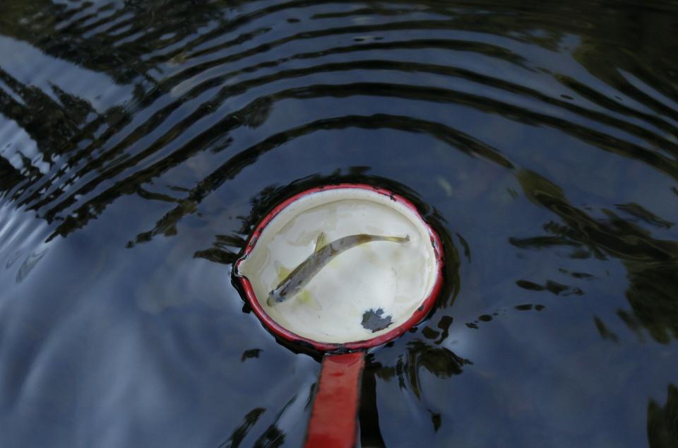 A salmon fry swims in a ladle as it is released into the Kamenice river near the village of Jetrichovice