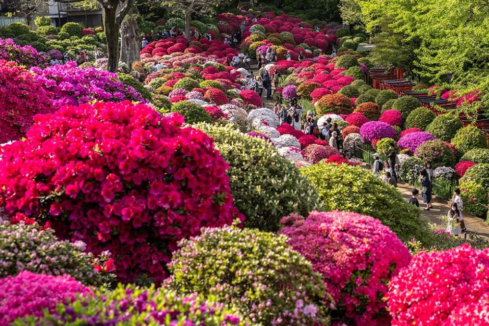 根津神社（Photo by PHILIP FONG/AFP, Image Source : Getty Editorial）