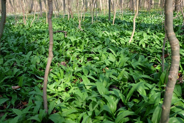 <span class="caption">Wild garlic leaves cover forest floors at the first sign of spring.</span> <span class="attribution"><a class="link " href="https://www.shutterstock.com/image-photo/wild-garlic-1071632591" rel="nofollow noopener" target="_blank" data-ylk="slk:Sven Hofmann/Shutterstock;elm:context_link;itc:0;sec:content-canvas">Sven Hofmann/Shutterstock</a></span>