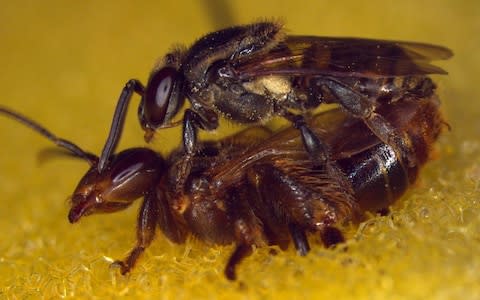 Queen stingless bees normally only mate with one male - Credit: Ayrton Vollet