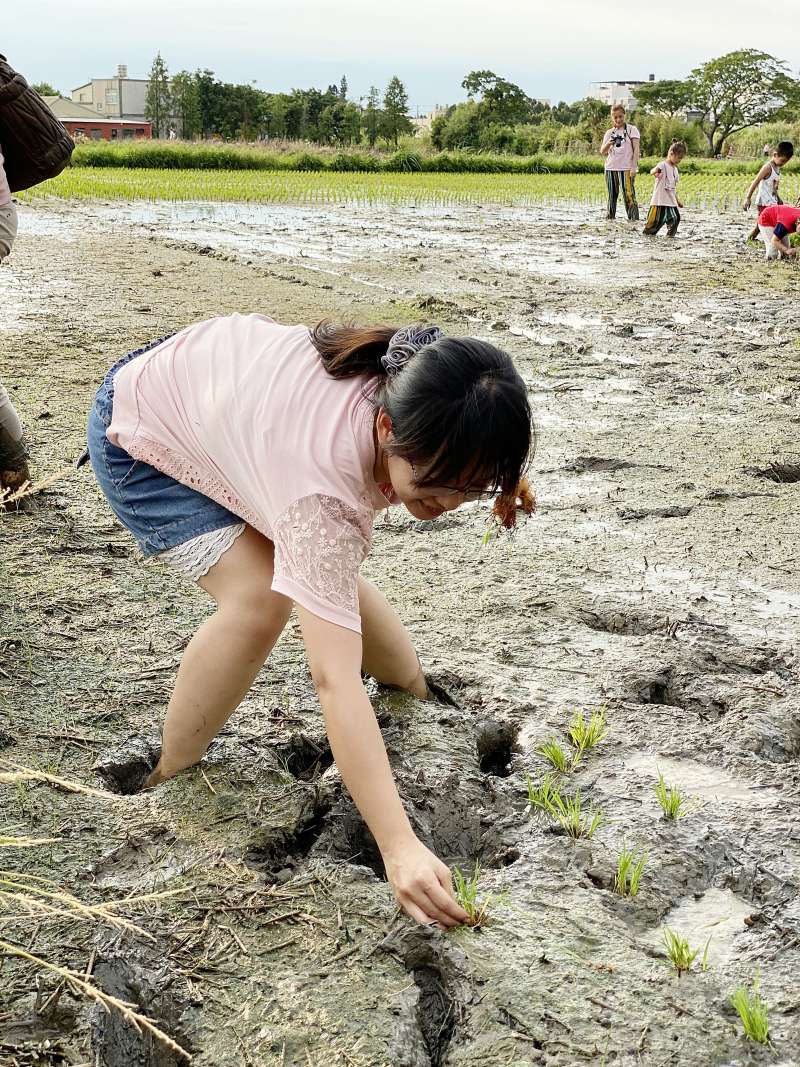 到農村挑戰彎腰直線倒退插秧的絕技。（圖/桃園市政府提供）