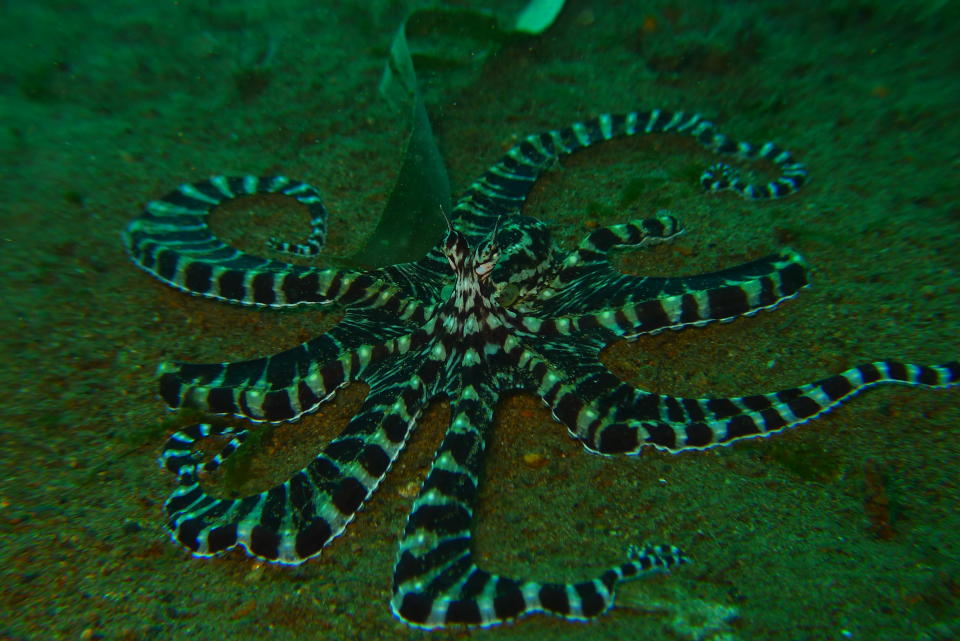 This gorgeous guy, photographed at Taken at Anilao, Philippines, is a Mimic Octopus. The octopus is one of the smartest marine animals around. This particular species will not only change its colours to blend into its surroundings, but will also mimic the movement patterns of other species to fool predators.