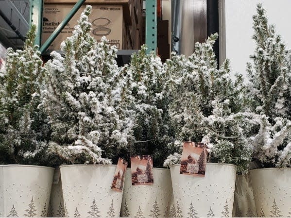 Several flocked spruce trees in white pots on a shelf at Costco