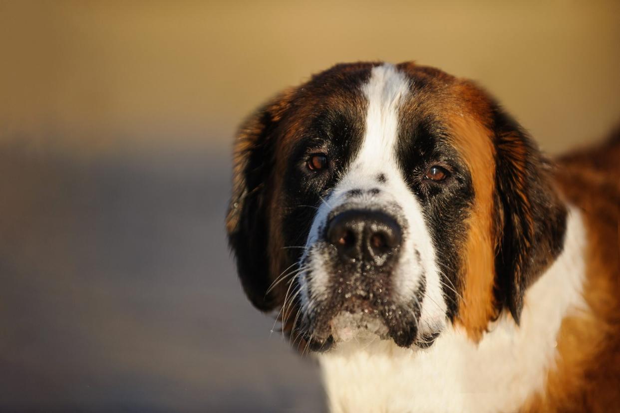 dog that wandered around a dollar general