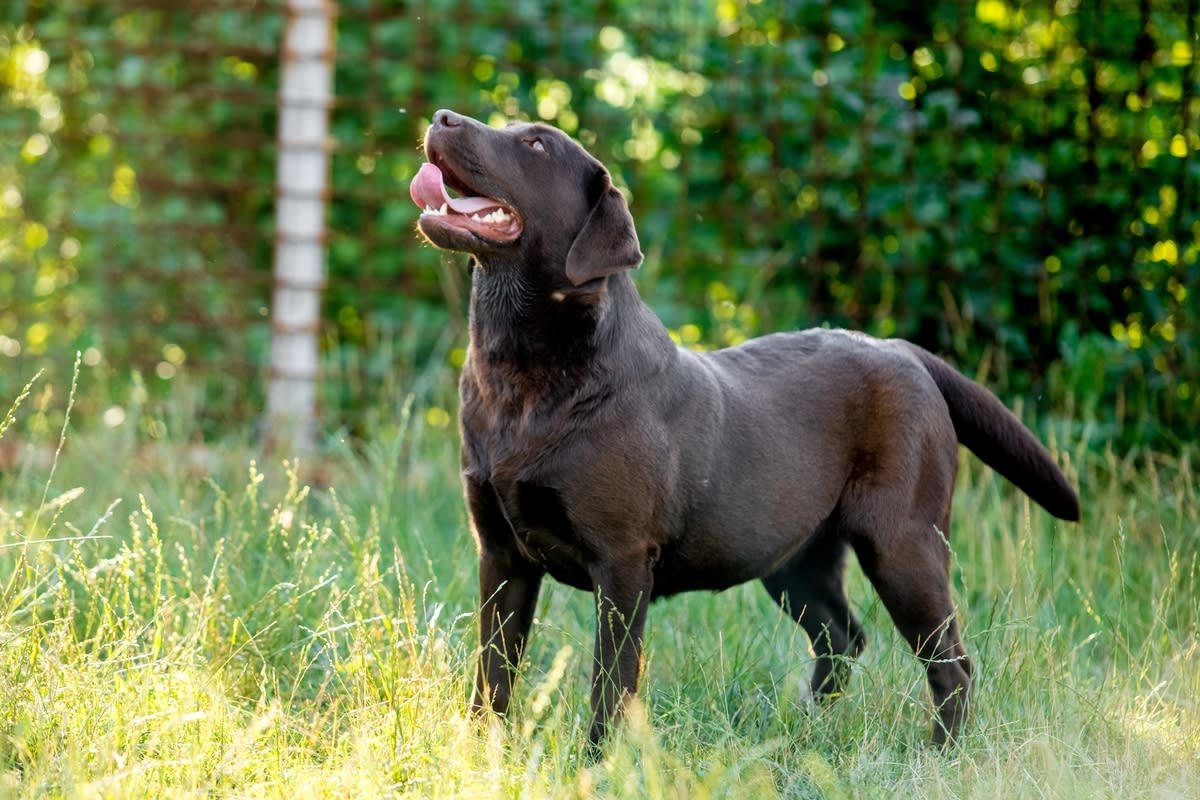 A happy Chocolate Labrador Retriever in a yard<p>Inheart via Shutterstock</p>