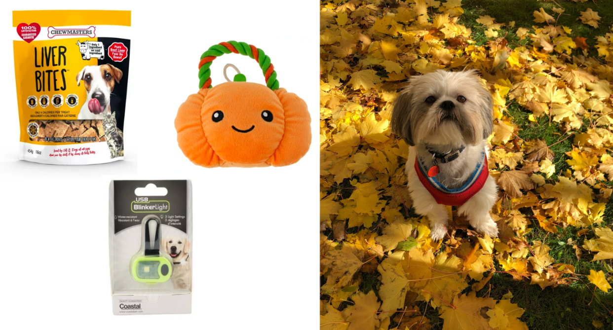 Shih Tzu dog in fall leaves, dog toys and treats