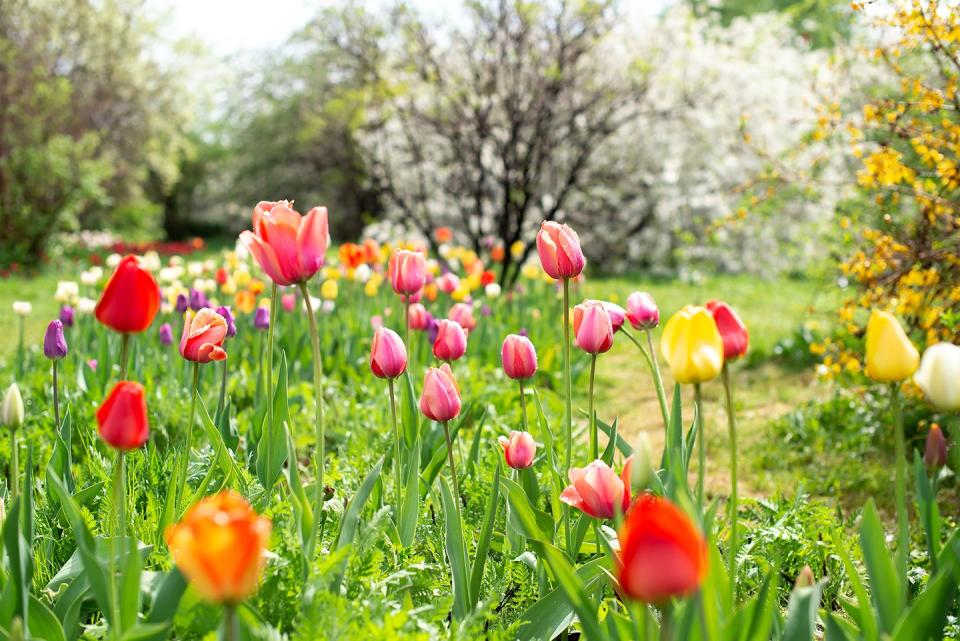 when to plant tulip bulbs