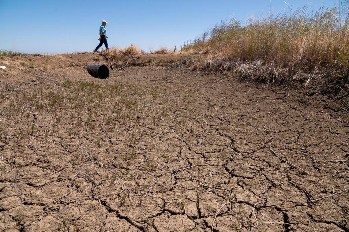 Rice farmer Don Bransford walks past a dry ditch Wednesday, May 4, 2022. About a third of California was experiencing abnormally dry conditions as of Thursday, Aug. 22, 2024.