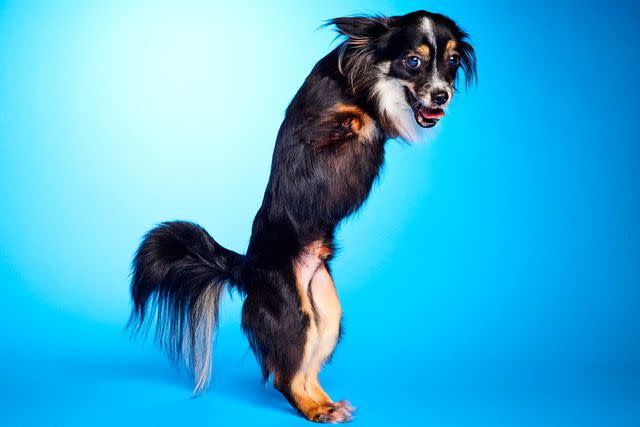 <p>Animal Planet</p> Mr, Bean, one of the six dogs with special needs competing in Puppy Bowl 2024