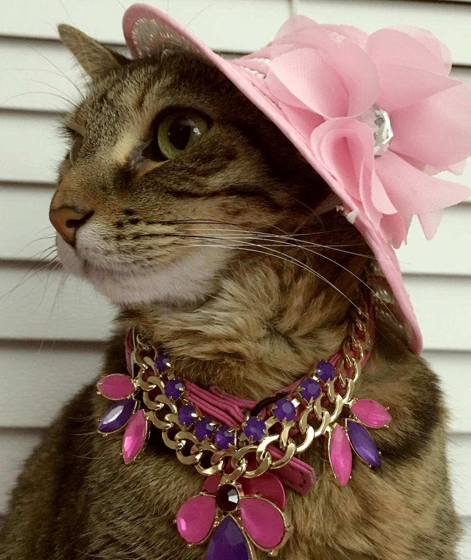 Princess the Glamour Cat