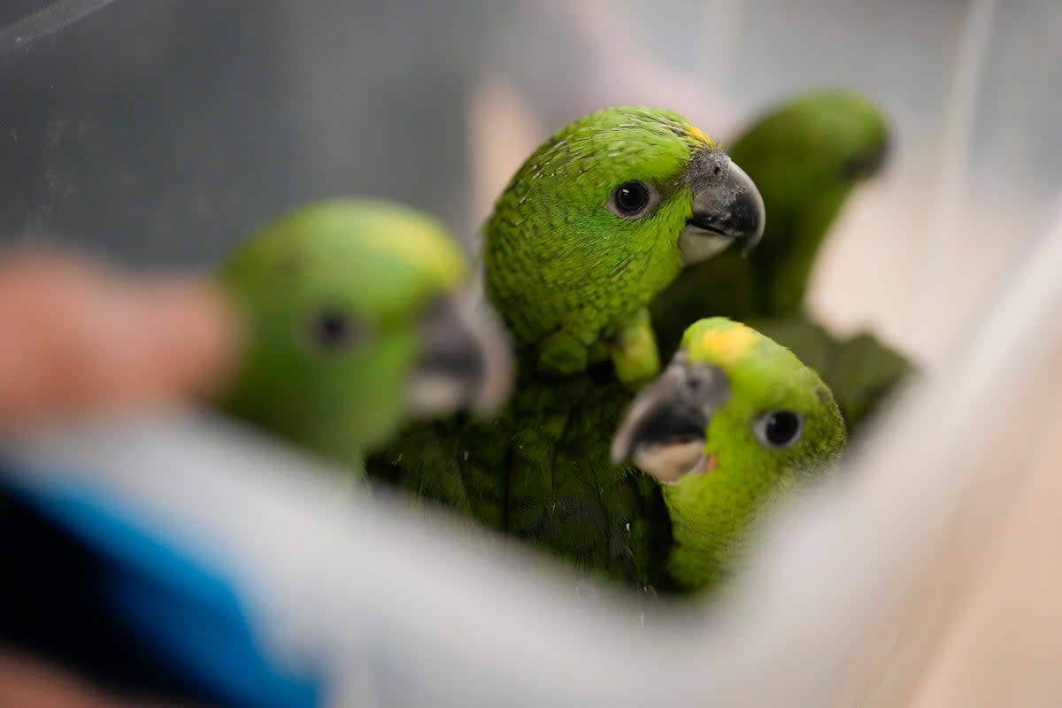The parrots are now growing feathers  (AP)