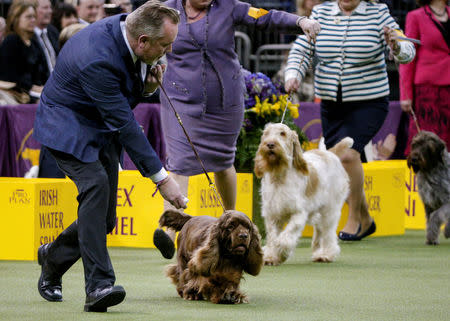 Bean, a Sussex Spaniel winner of the Sporting Group, runs in the judging ring during competition at the 142nd Westminster Kennel Club Dog Show in New York, U.S., February 13, 2018. REUTERS/Brendan McDermid