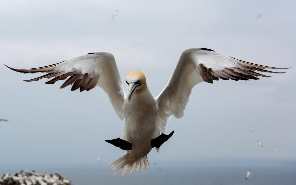 A gannet lands at Bass Rock off the coast of Dunbar - Getty Images Europe