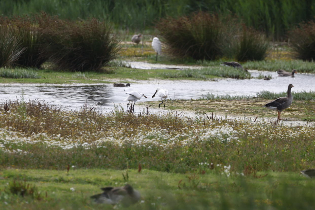 A fledgling spoonbill (left) feeding with a parent. (John Tallowin/ Norfolk Wildlife Trust/ PA)