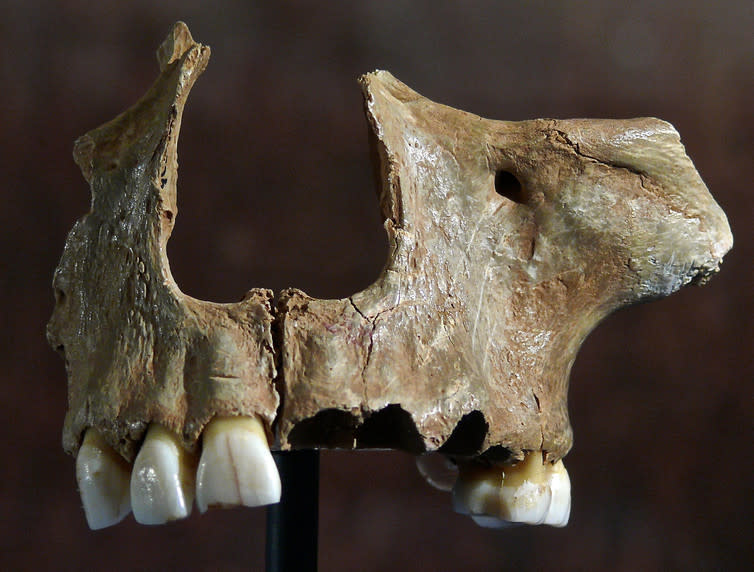 <span class="caption">Gough’s Cave in Somerset (UK), 14,700 years ago. Facial remains show cutting marks where the meat has been removed, a clear sign of cannibalism. Picture from London’s Natural History Museum.</span> <span class="attribution"><span class="source">José-Manuel Benito Alvarez</span>, <a class="link " href="http://creativecommons.org/licenses/by-sa/4.0/" rel="nofollow noopener" target="_blank" data-ylk="slk:CC BY-SA;elm:context_link;itc:0;sec:content-canvas">CC BY-SA</a></span>