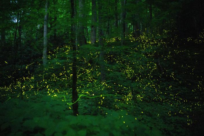 The synchronous fireflies emerge at Elkmont in the Great Smoky Mountains on June 8. The experiments that night were cut short due to rain but not before the fireflies emerged for a little while. Researchers want to figure out how fireflies synchronize and use that understanding in creating robots that can communicate with each other.