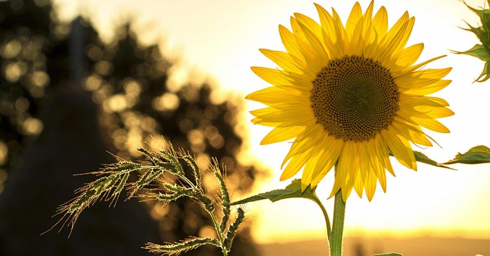 4生肖年底好運連發。（示意圖／翻攝自pexels）