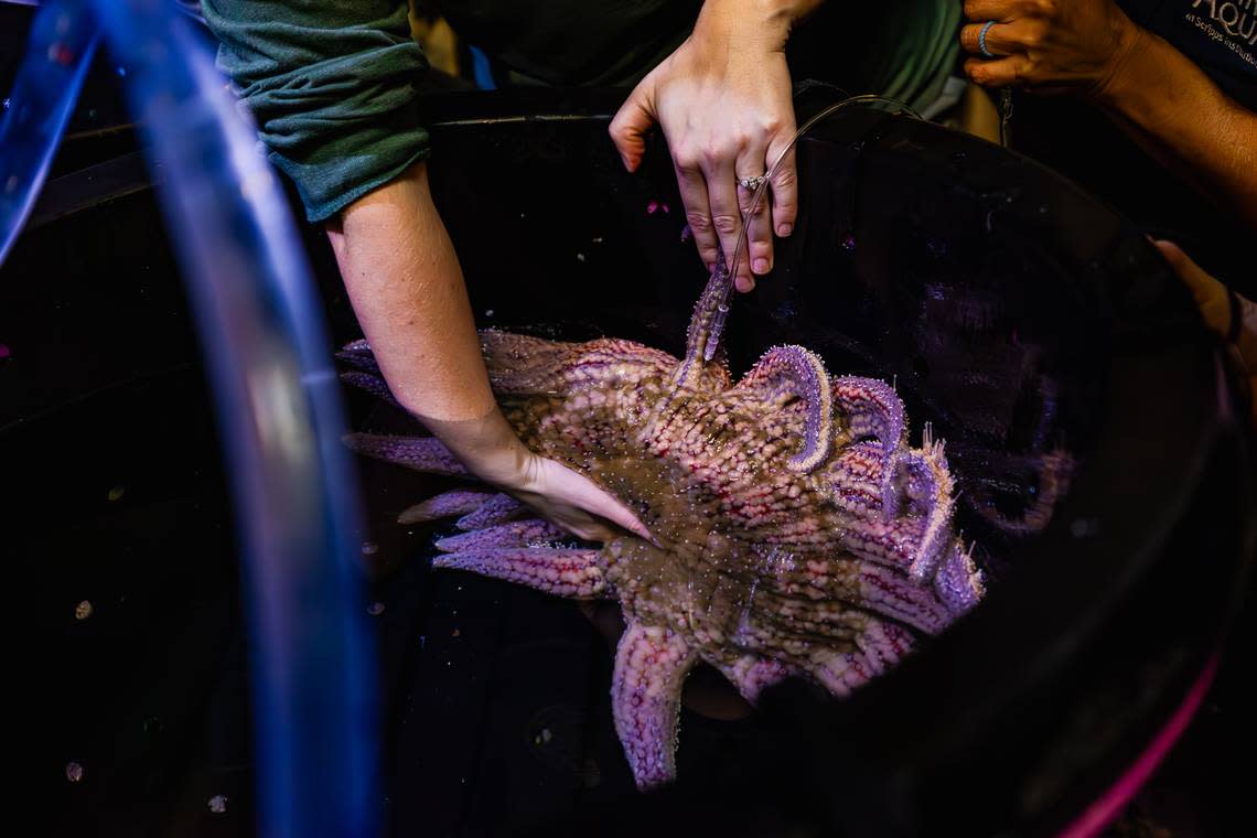 A sunflower sea star is carefully administered a spawn-inducing hormone at Birch Aquarium.