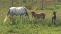 2 Newfoundland pony foals helping family farm preserve the population