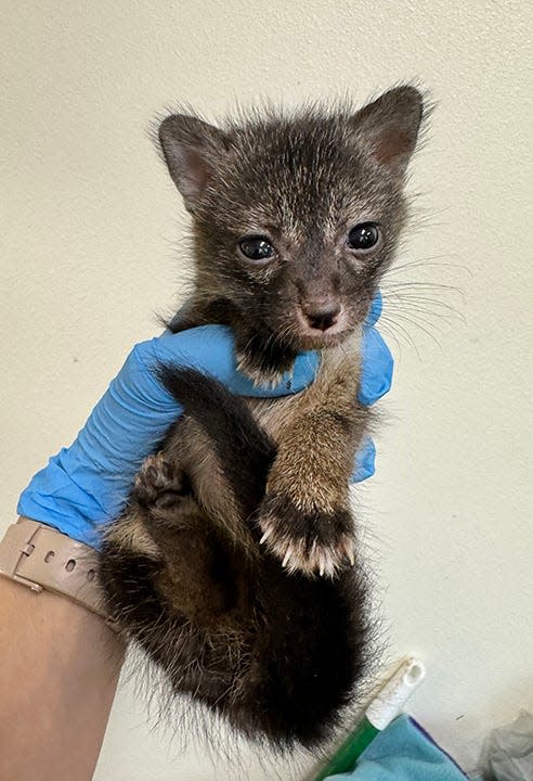 Zorros en el centro de rehabilitación de Austin Wildlife Rescue en Elgin, Texas. Normalmente, el centro atiende a 9 mil animales en julio y agosto de cada año, pero este año esperan 9,500 debido a la recepción de animales adicionales de centros de rescate afectados por el huracán Beryl. Proporcionado por Austin Wildlife Rescue.