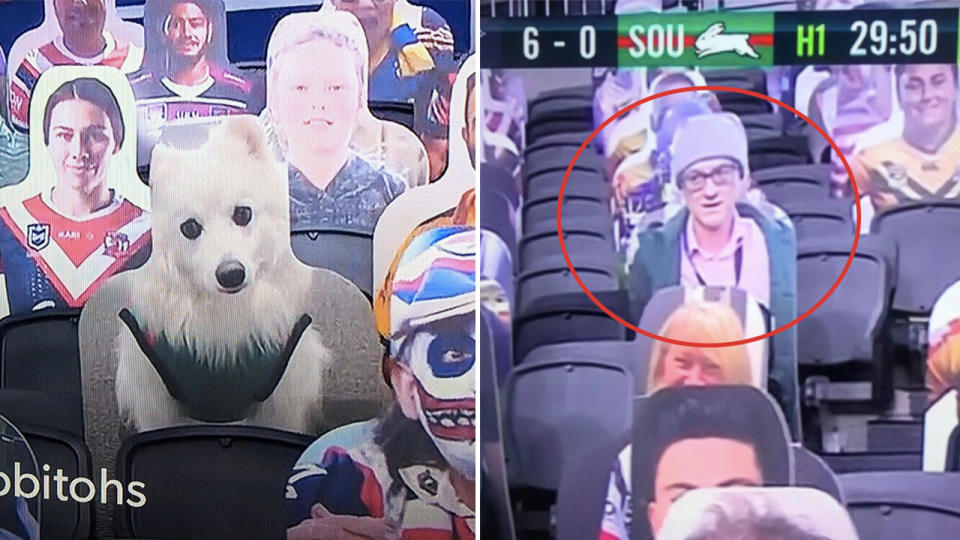 Photos of hilarious images of dogs (pictured left) and UK politician Dominic Cummings (pictured right) used as part of the NRL cardboard crowd initiate.