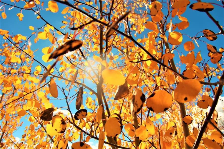 Fall colors near Dillon (Dara Bitler)