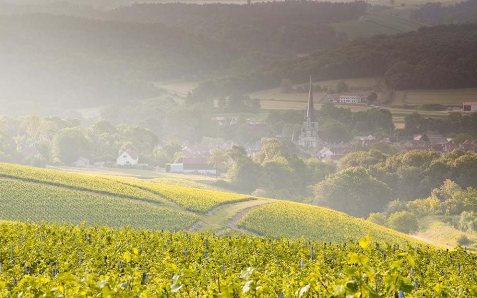 "Large parts of France right now have low levels of coronavirus. We’re at less risk in Burgundy where we're bound for, than large parts of northern England" - JULIAN ELLIOTT