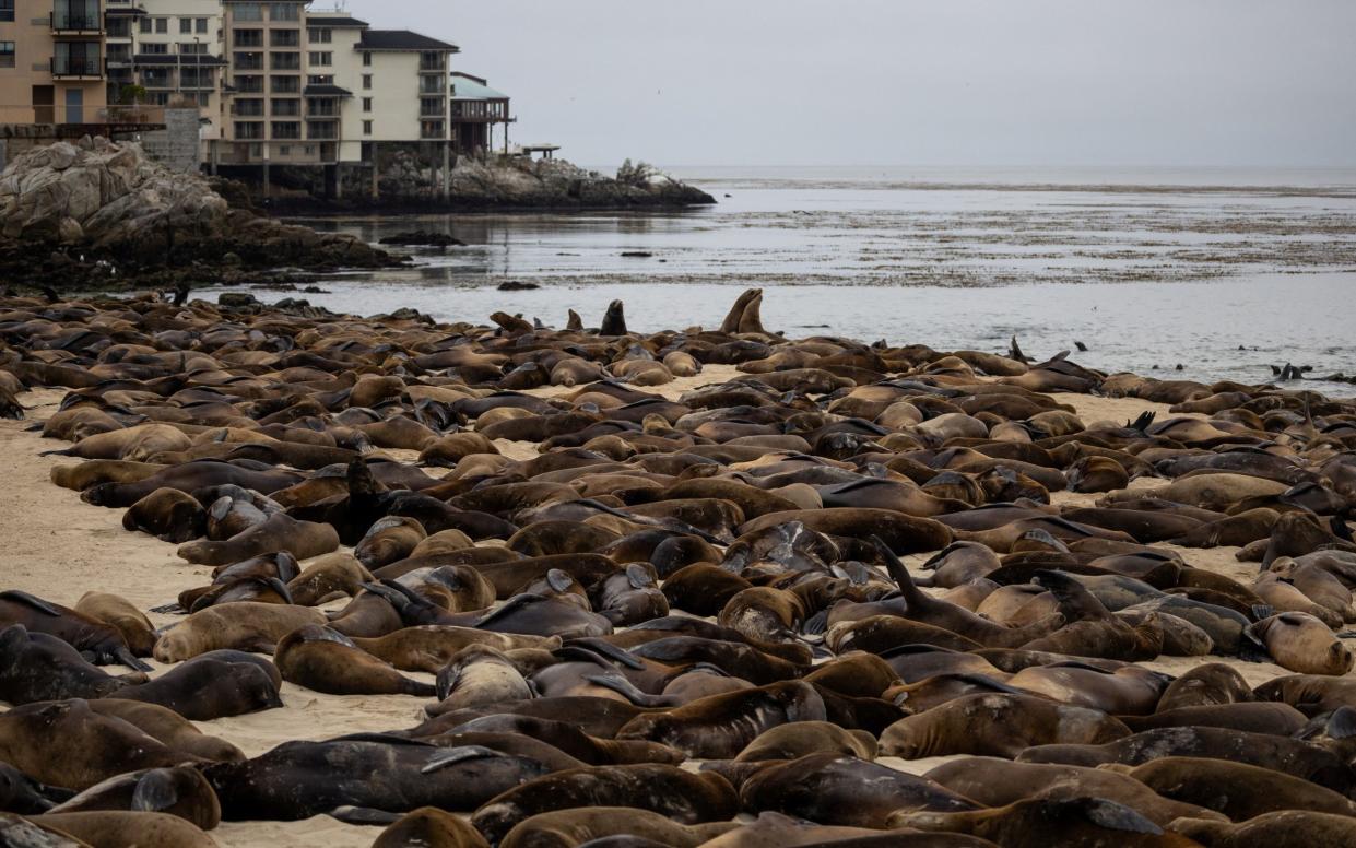 Sea lions congregate at San Carlos Beach