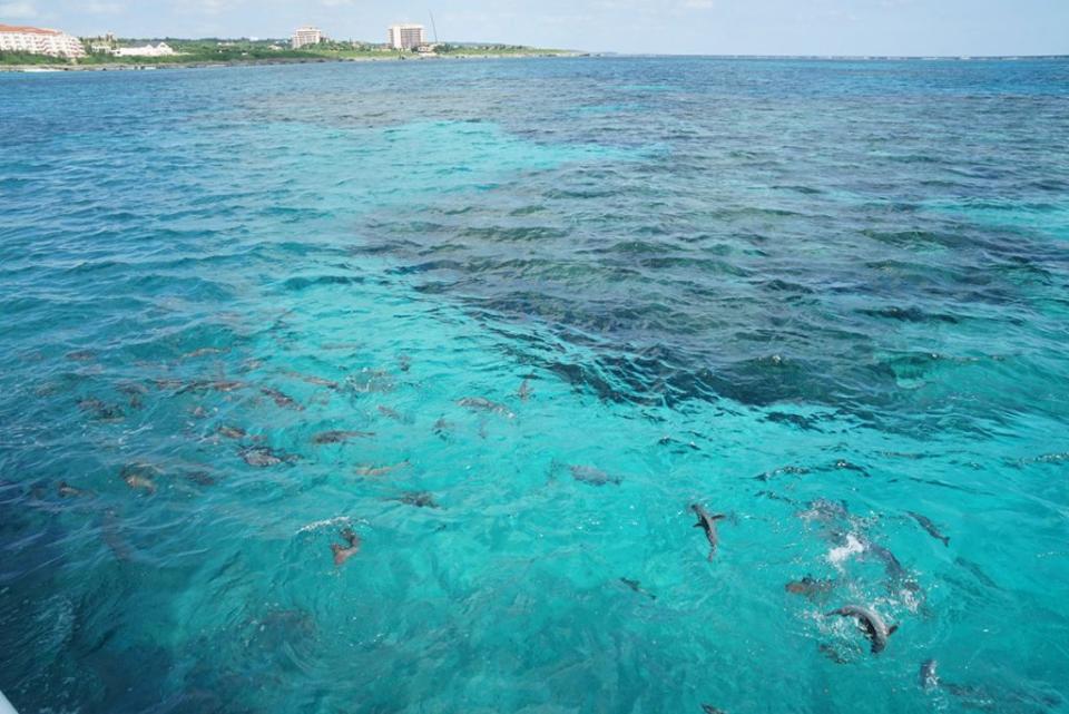 <sup>透明的海水中盡是魚群，像李斯德林漱口水般的夢幻藍色。</sup>