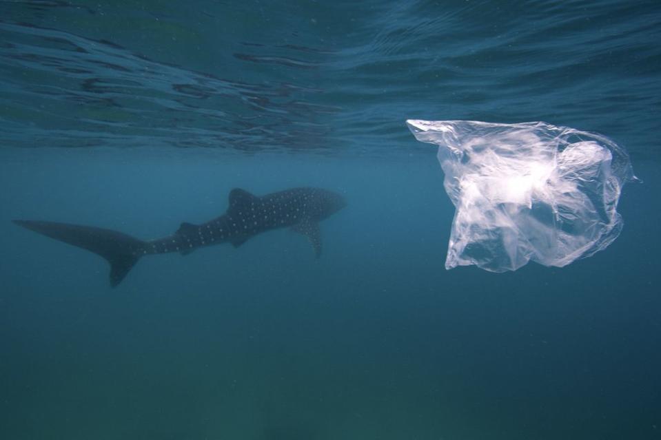 A whale shark swims by a plastic bag in the Philippines.