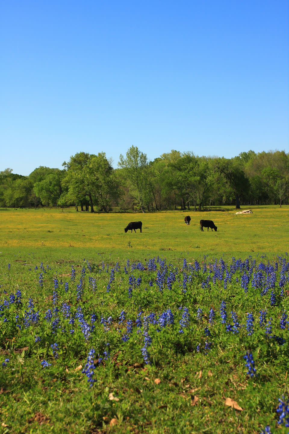 Guerra, Texas