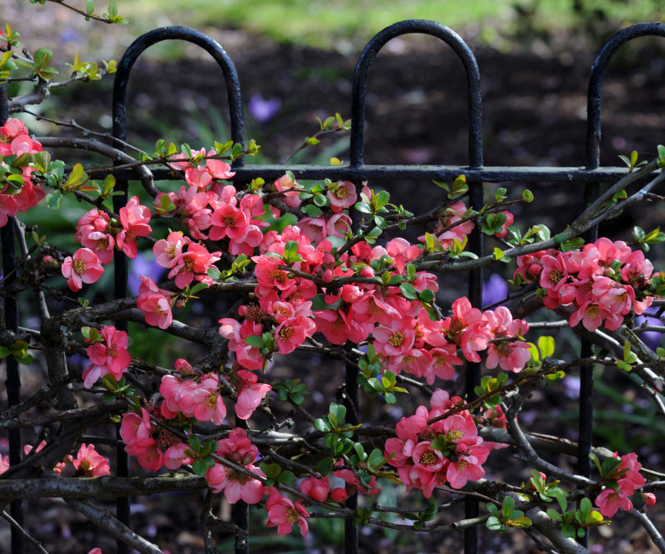 pink flowers of a Chaenomeles x superba, also known as flowering quince