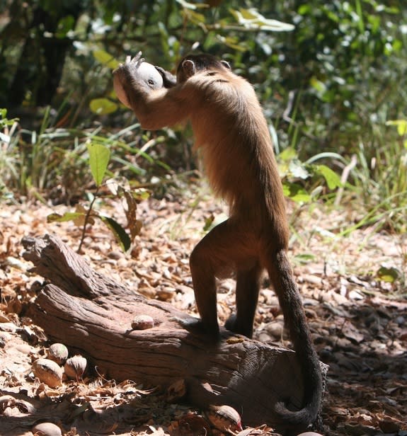 A bearded capuchin monkey uses a rock to crack open a nut placed on a stone "anvil."