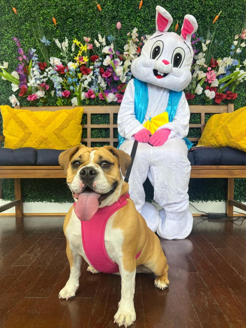 Mabel has her portrait made with the Easter Bunny at The Bark.