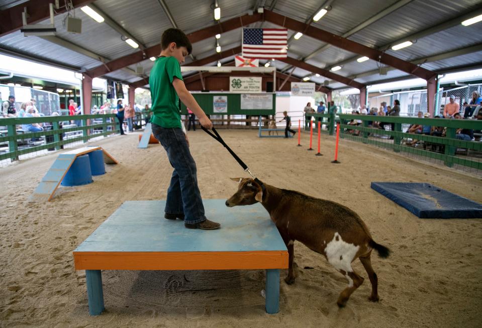 Brantley Ellis, 8, of Lehigh Acres practices on the agility course with his goat Bam Bam during the Southwest Florida Ag Expo on Thursday, Feb. 29, 2024 at the Lee County Civic Center Complex in North Fort Myers.