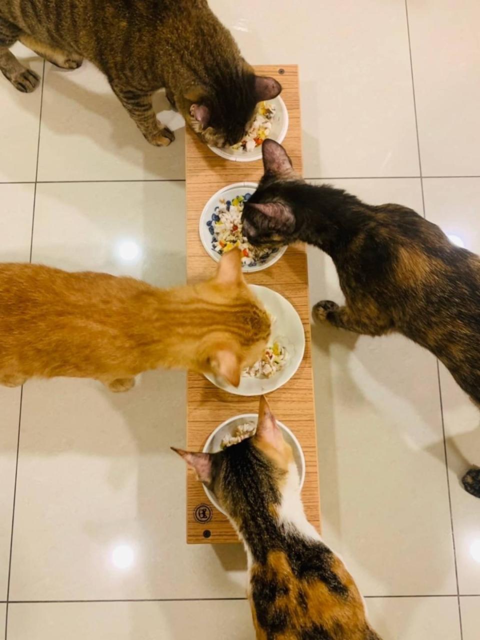 貓孩可當正餐食用且色香味俱全。圖片來源：作者陳詩蓉提供
