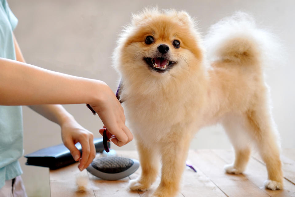 10 Dog Grooming Tools to Have at Home, According to Professionals