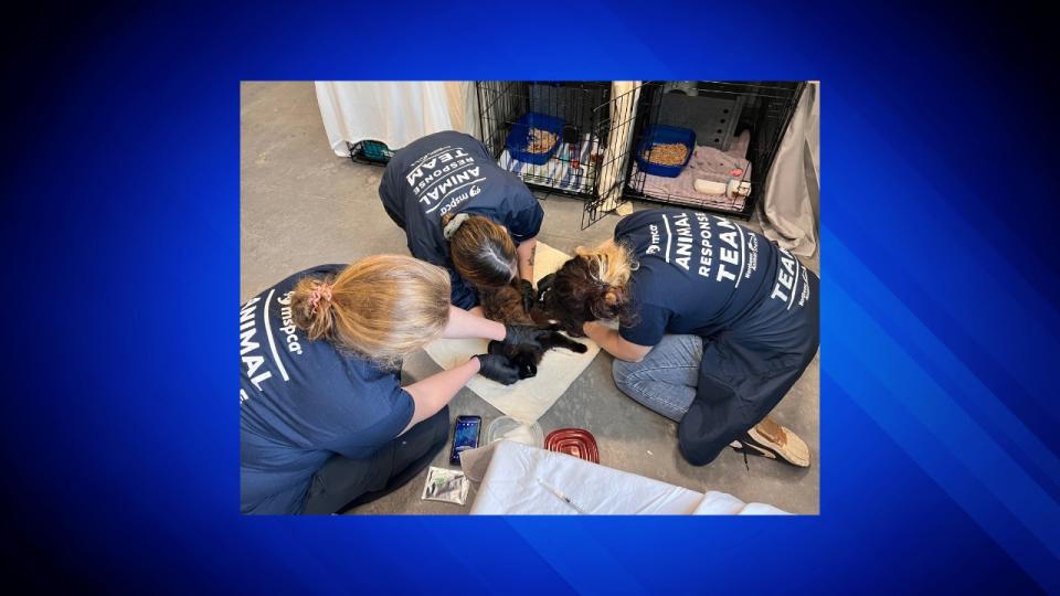 The MSPCA-Angell and Northeast Animal Shelter (NEAS) are working to help and heal more than a dozen cats rescued from a hoarding situation in South Carolina.
